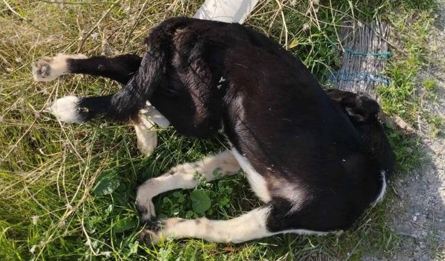 Denizli’de sokak köpekleri toplu halde ölü bulundu