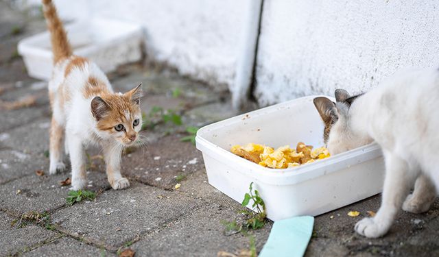 İstanbul’da sokak hayvanlarını beslemek artık yasak