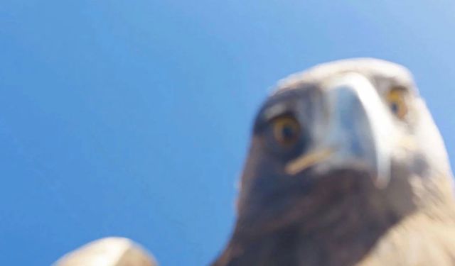 Dersim'de kartal dronu havada kaptı: Dağın zirvesine bıraktı