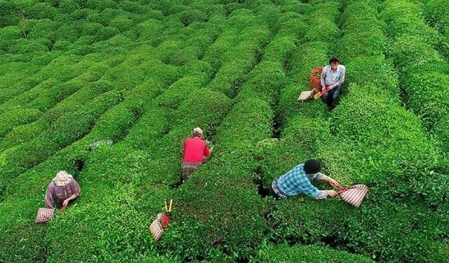 39 yıllık serüven bitti: Lipton Türkiye'de artık çay üretmeyecek