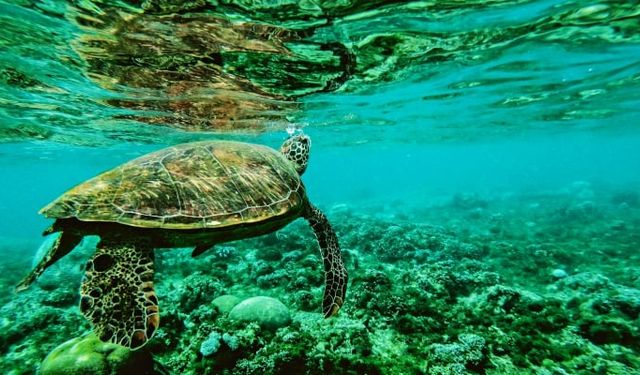 Kaplumbağalar popolarından soluyor