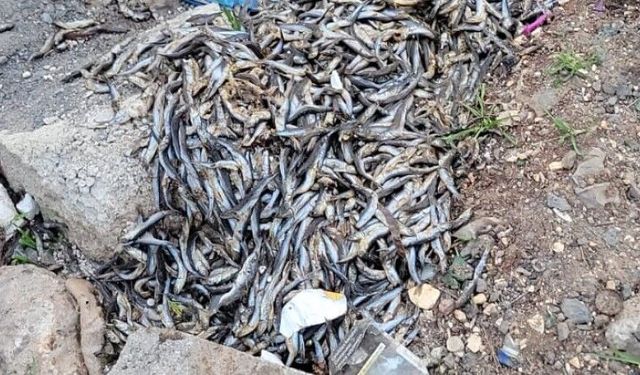 Diyarbakır'da balık skandalı!