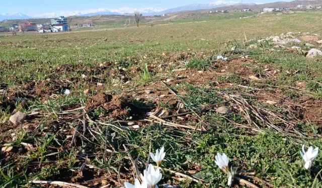 Diyarbakır'da çiğdem çiçek şenlendi