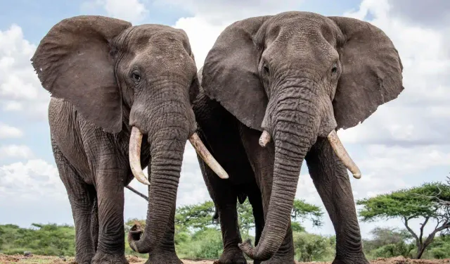 Fillerin nasıl sosyalleştiği ortaya çıktı