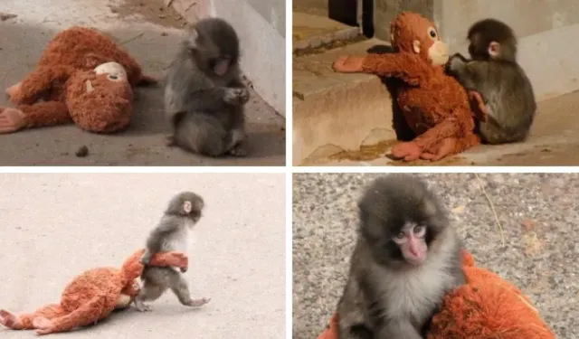 Terk edilen maymunun bakıcısı konuştu: Yalnızlık çekiyor