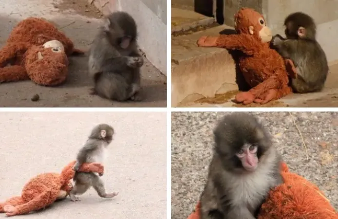 Terk edilen maymunun bakıcısı konuştu: Yalnızlık çekiyor