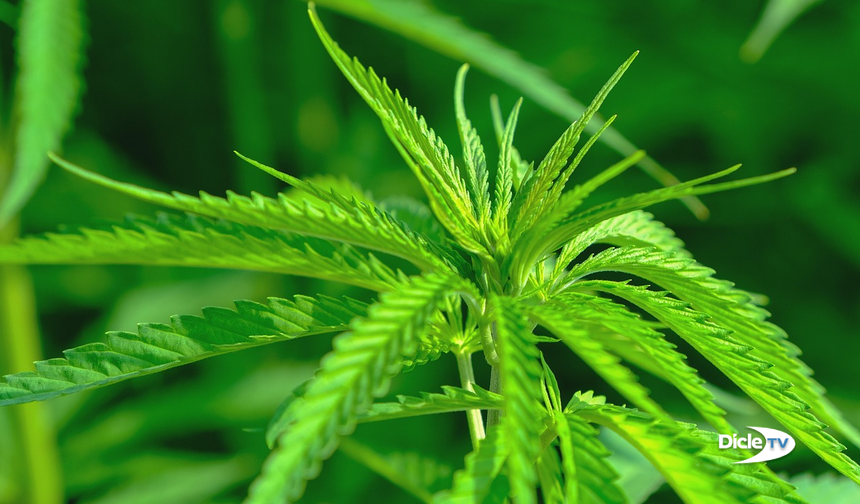 Marihuana kullanan her üç kişiden biri bağımlı oluyor