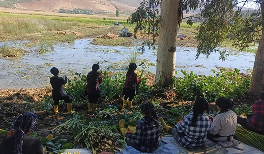 Asi’de su sümbülleri kadınlar öncülüğünde temizleniyor