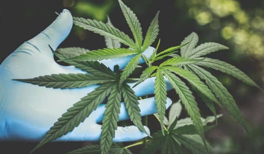 Araştırma: Tıbbi marihuana işe yaramıyor