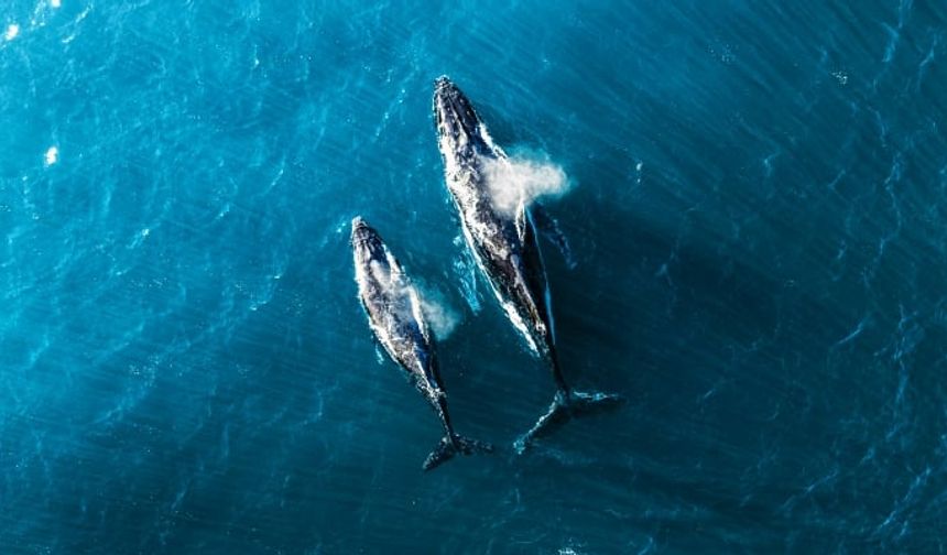 Balina nefesinde toplu ölüme neden olan virüs bulundu