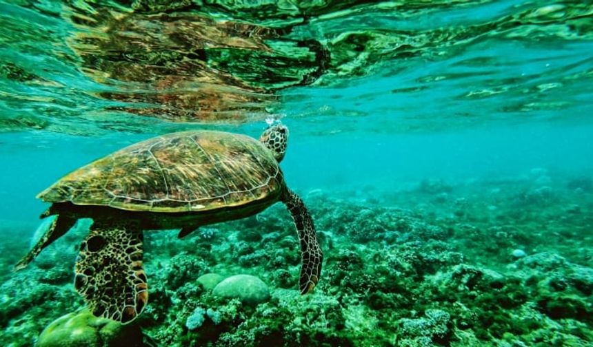 Kaplumbağalar popolarından soluyor