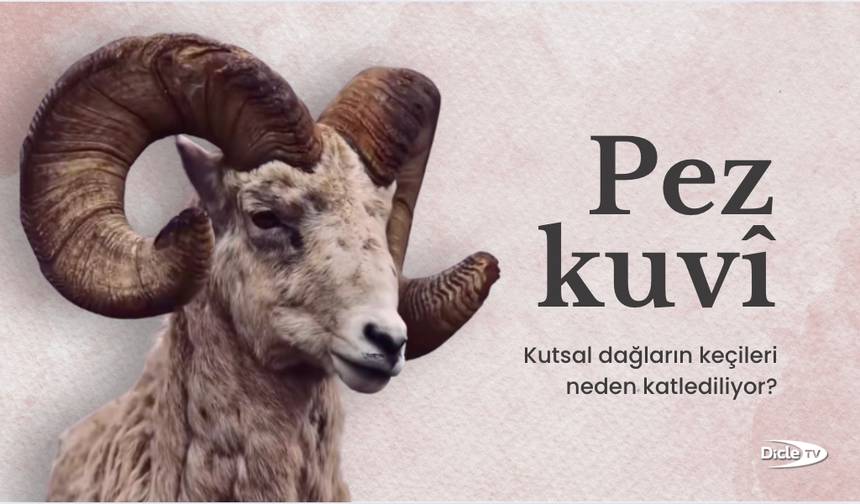 Pezkuvî: Kutsal dağların keçileri neden katlediliyor?