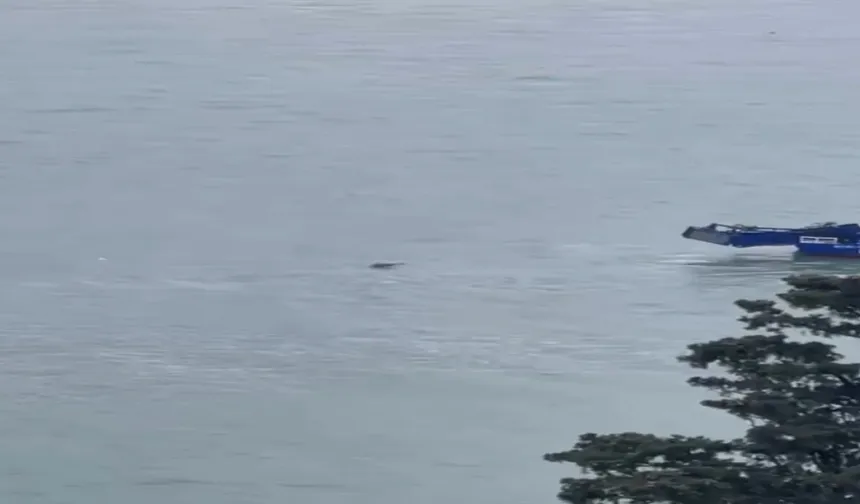 Boğaz’da ceset bulundu: Rus yüzücüye ait olabilir