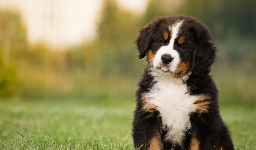 Araştırma: Köpekler kulak misafiri olup kelime öğreniyor