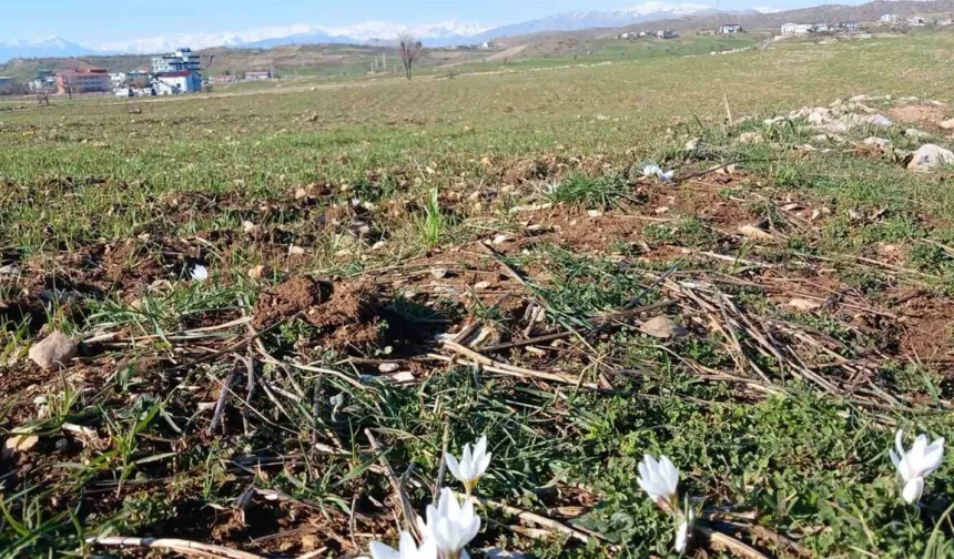 Diyarbakır'da çiğdem çiçek şenlendi