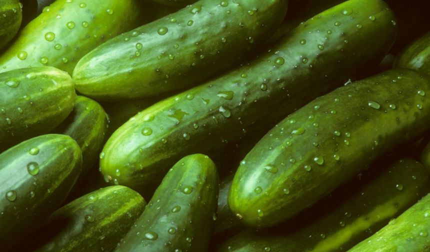 Rusya'da salatalık adeta altın oldu