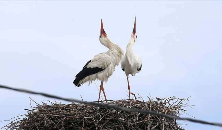 Muş'ta leylekler 44 yıldır aynı dama yuva yapıyor