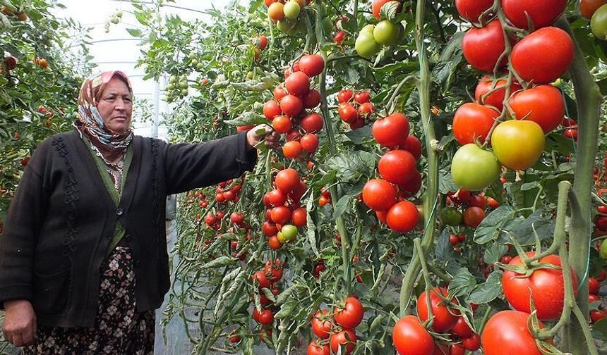 Bedava Domatesin İstanbul’a Yolculuğu Bile 20 TL Oldu