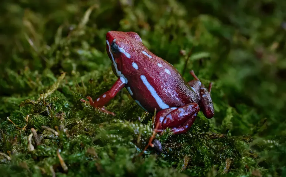 Ünlü siyasetçinin ölümünde kullanıldı: Nedir bu kurbağa zehri?