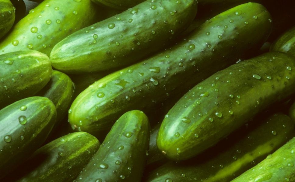 Rusya'da salatalık adeta altın oldu